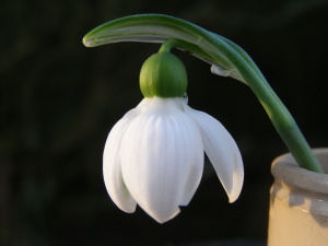 Galanthus elwesii 'Mr Blobby'